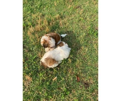 Shih Poo puppies for Sale - 4