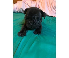 Micro French bulldog Lilac puppies for Sale - 1