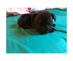Micro French bulldog Lilac puppies for Sale - 2