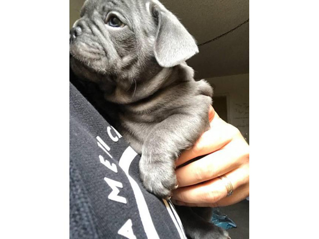 Micro French bulldog Lilac puppies for Sale in Irvine ...