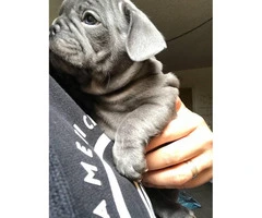 Micro French bulldog Lilac puppies for Sale - 4