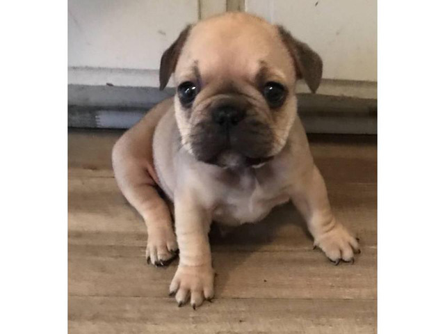 Micro French bulldog Lilac puppies for Sale in Irvine