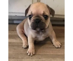 Micro French bulldog Lilac puppies for Sale - 6