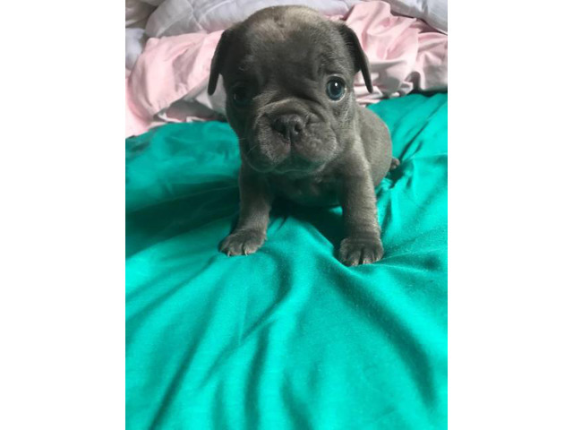 Micro French bulldog Lilac puppies for Sale in Irvine