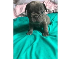 Micro French bulldog Lilac puppies for Sale - 7