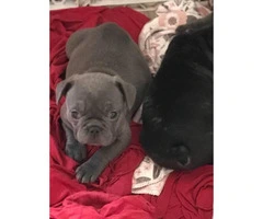 Micro French bulldog Lilac puppies for Sale - 8