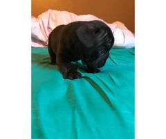 Micro French bulldog Lilac puppies for Sale - 9
