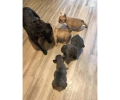 Micro French bulldog Lilac puppies for Sale - 10