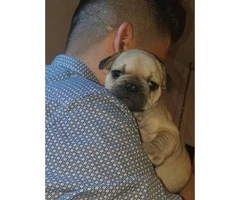 Micro French bulldog Lilac puppies for Sale - 11
