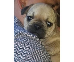Micro French bulldog Lilac puppies for Sale - 12