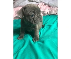 Micro French bulldog Lilac puppies for Sale - 13