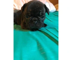 Micro French bulldog Lilac puppies for Sale - 14