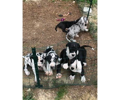 12 weeks old AKC Great Dane puppies only 4 left