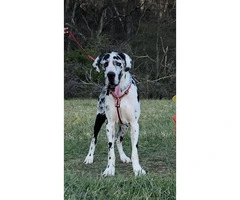 12 weeks old AKC Great Dane puppies only 4 left - 4