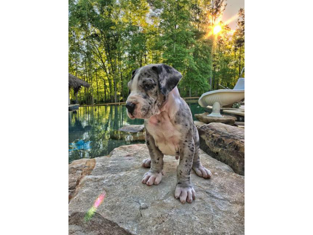 51 Best Images Great Dane Puppies Indiana Pa / Mechanicsburg, PA - Mastiff/Boxer Mix. Meet Chico, a puppy ...