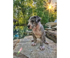 12 weeks old AKC Great Dane puppies only 4 left - 5