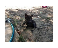 One Dark sable German Shepherd Female Puppy for Sale - 3