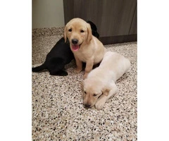 3 AKC male lab puppies for sale