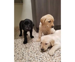 3 AKC male lab puppies for sale - 2