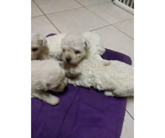 4 male Bichon puppies for sale