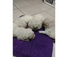 4 male Bichon puppies for sale