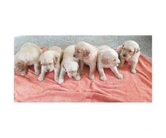 6 golden retriever puppies availble