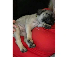Pug puppies FOR sale