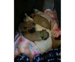 Pug puppies FOR sale - 2