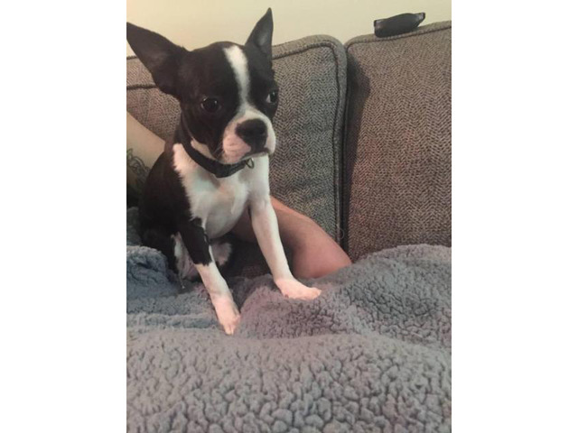 Wonderful Boston Terrier puppy for sale in Dayton, Ohio - Puppies for