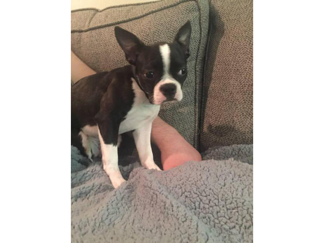 Wonderful Boston Terrier puppy for sale in Dayton, Ohio ...