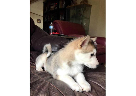 AKC Alaskan Malamute