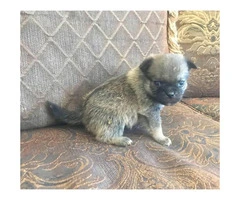 Pom-a-Pug Puppies for Sale