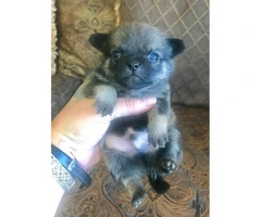 Pom-a-Pug Puppies for Sale - 2