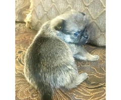 Pom-a-Pug Puppies for Sale - 3