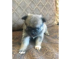 Pom-a-Pug Puppies for Sale - 4