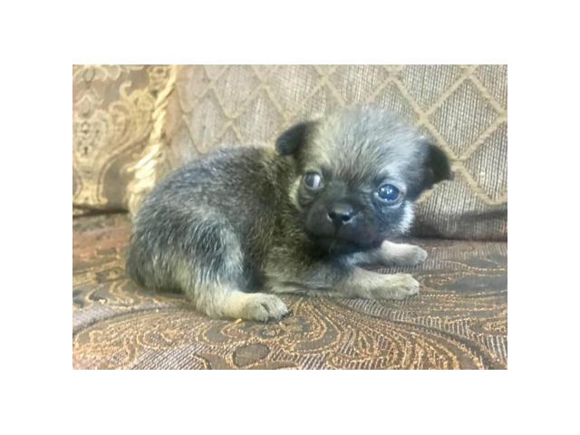 Pom-a-Pug Puppies for Sale Phoenix - Puppies for Sale Near Me