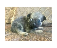 Pom-a-Pug Puppies for Sale - 5