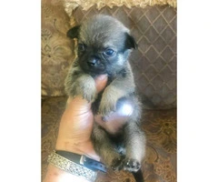 Pom-a-Pug Puppies for Sale - 6