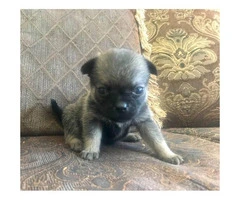 Pom-a-Pug Puppies for Sale - 7