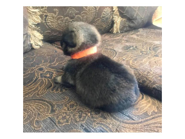 Pom-a-Pug Puppies for Sale in Phoenix, Arizona - Puppies for Sale Near Me