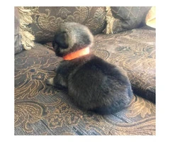 Pom-a-Pug Puppies for Sale - 8