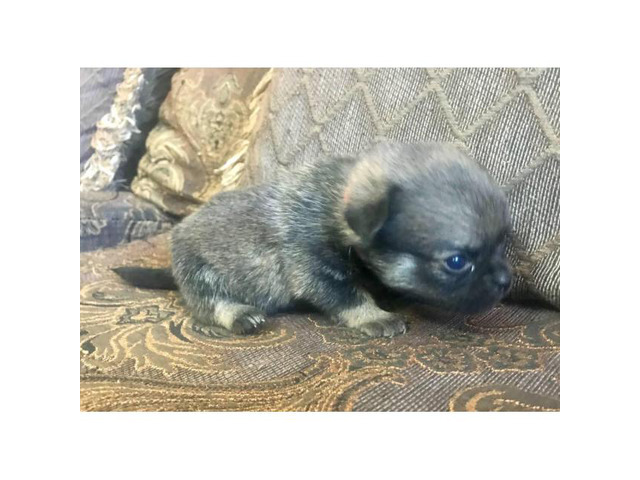 Pom-a-Pug Puppies for Sale Phoenix - Puppies for Sale Near Me