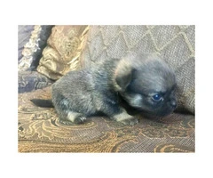 Pom-a-Pug Puppies for Sale - 9