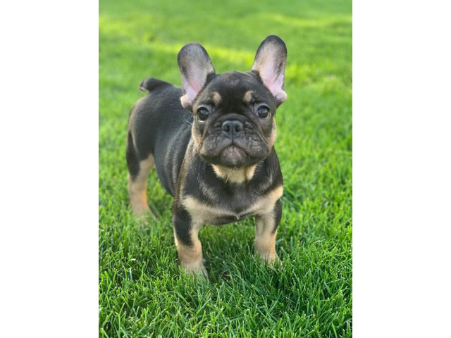 28 Top Pictures French Bulldog Breeders Near Wisconsin - French Bulldog Breeders Near Me | Dog Breed