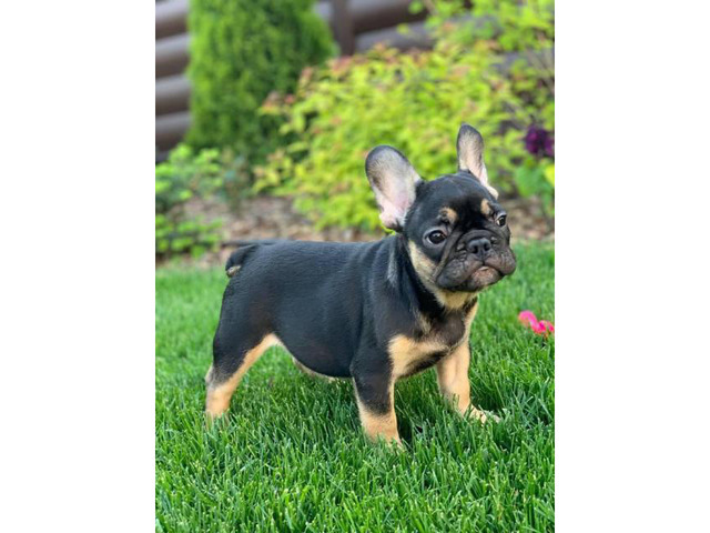 9 weeks old French Bulldogs in New York, New York ...