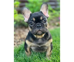 9 weeks old French Bulldogs - 6