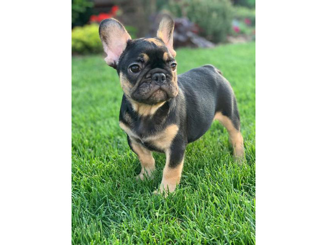 Miniature French Bulldog Puppies For Sale Near Me / French