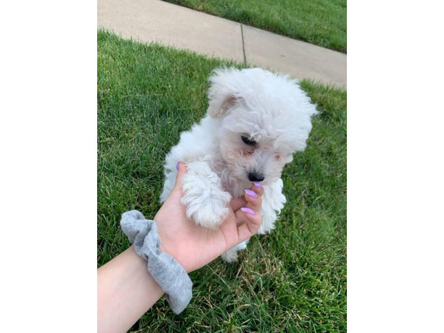 Female Bishon frise puppy for sale in Roanoke, Virginia