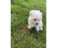 Female Bishon frise puppy for sale