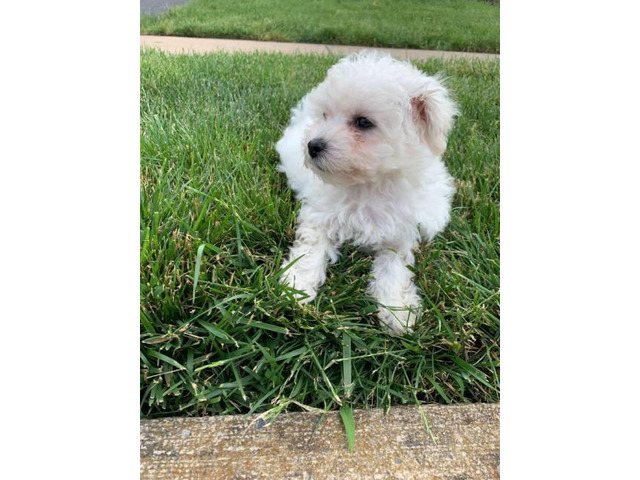 Female Bishon frise puppy for sale in Roanoke, Virginia